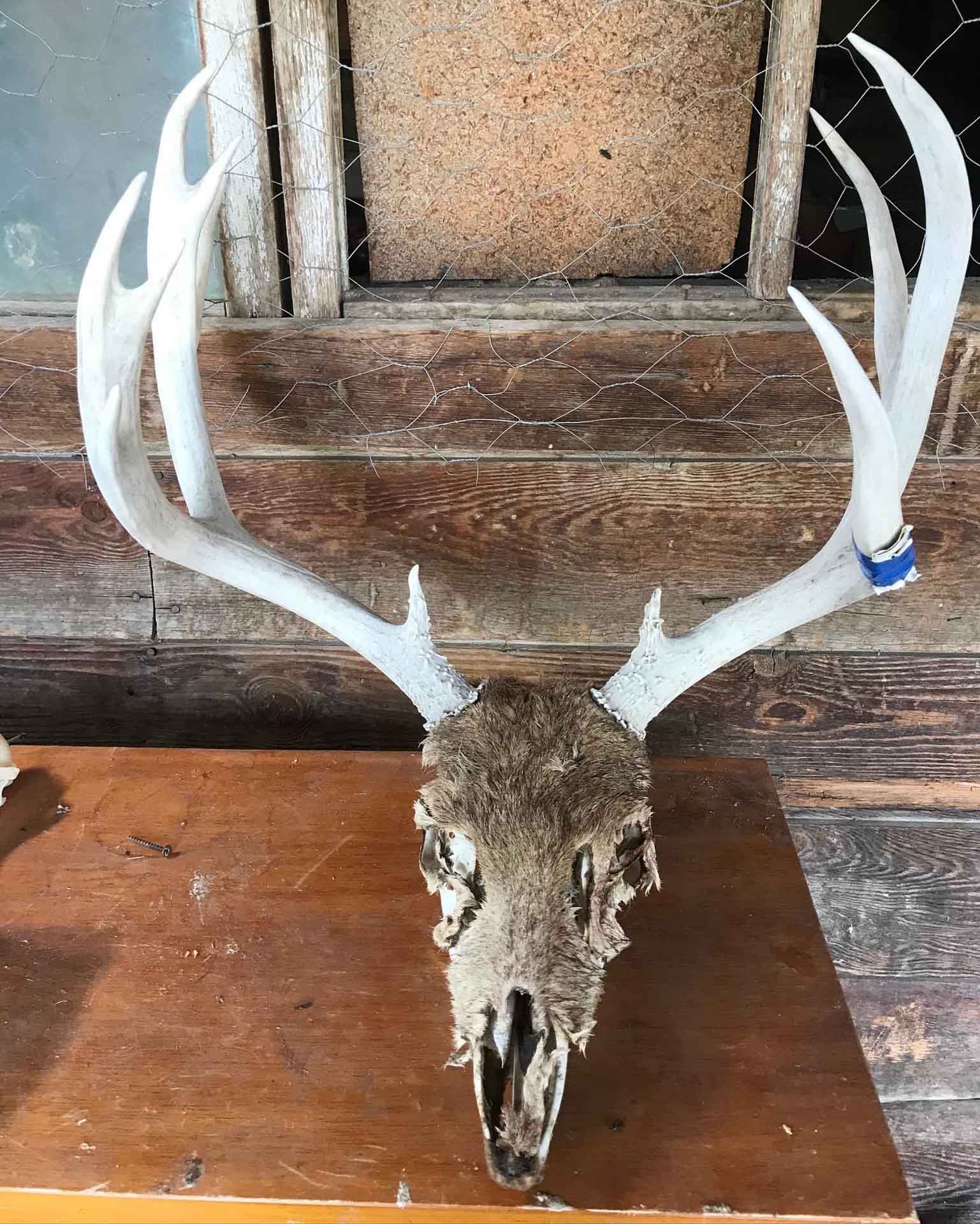 Skaggs Skulls Picture (16)