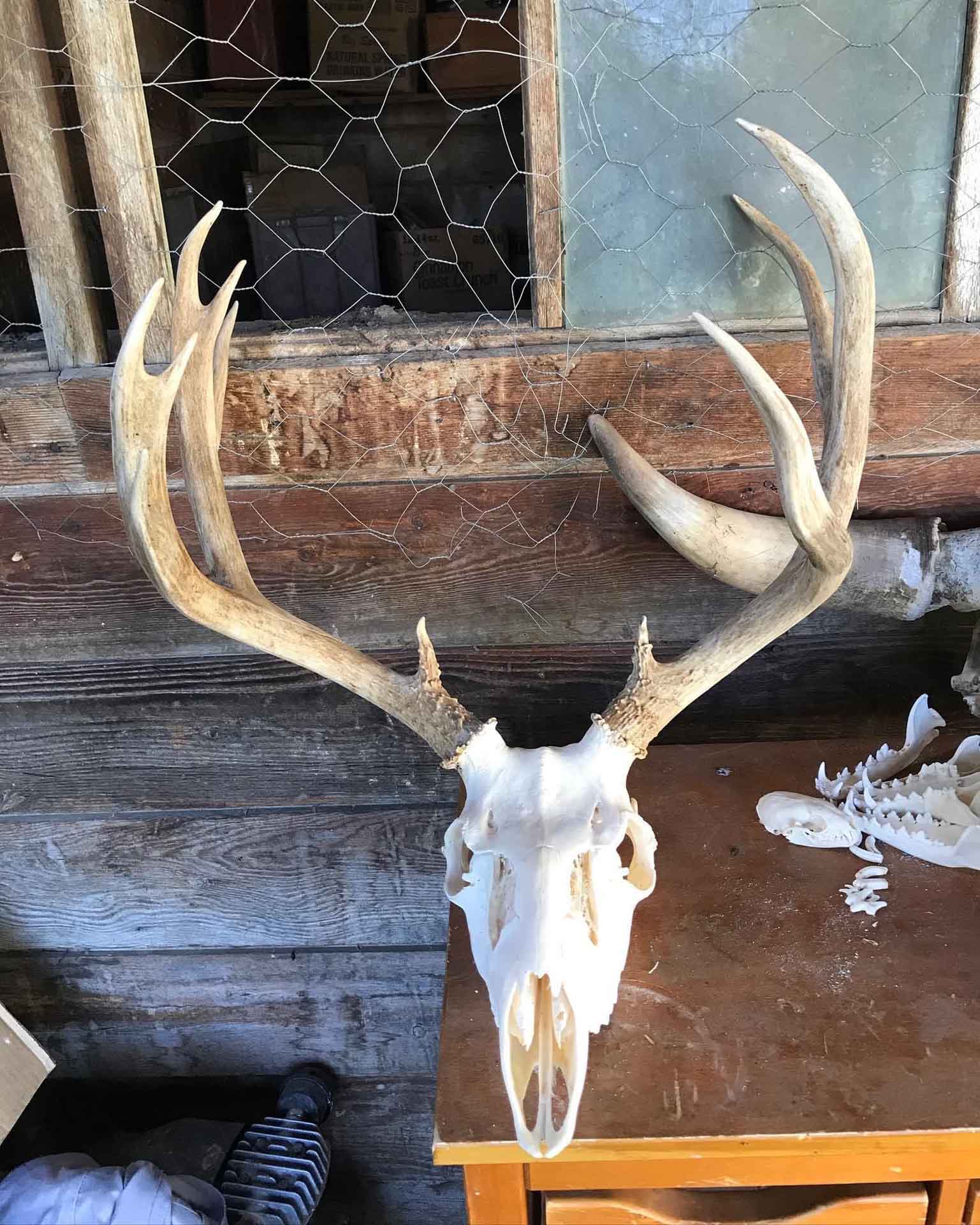 Skaggs Skulls Picture (17)